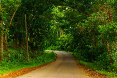 Beautiful morning view indonesia Panorama Landscape paddy fields with beauty color and sky natural light