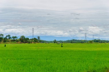 Beautiful morning view indonesia Panorama Landscape paddy fields with beauty color and sky natural light