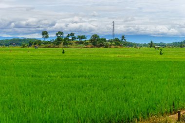 Beautiful morning view indonesia Panorama Landscape paddy fields with beauty color and sky natural light