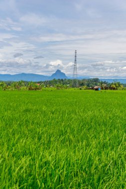 Beautiful morning view indonesia Panorama Landscape paddy fields with beauty color and sky natural light