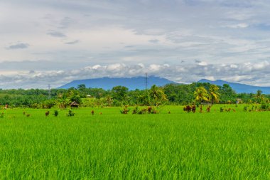 Beautiful morning view indonesia Panorama Landscape paddy fields with beauty color and sky natural light