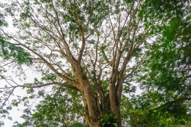 Beautiful morning view indonesia Panorama Landscape paddy fields with beauty color and sky natural light