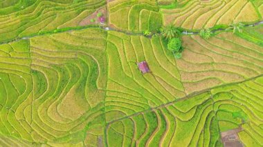 beautiful morning view indonesia panorama landscape paddy fields with beauty color and sky natural light