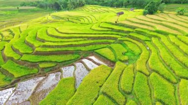 beautiful morning view indonesia panorama landscape paddy fields with beauty color and sky natural light