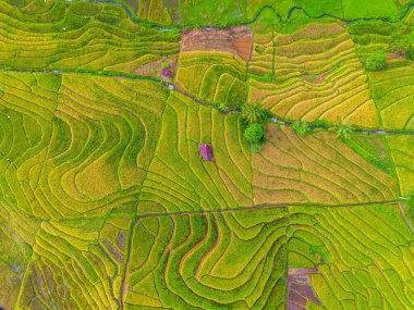 Beautiful morning view indonesia Panorama Landscape paddy fields with beauty color and sky natural light