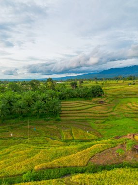 Beautiful morning view indonesia Panorama Landscape paddy fields with beauty color and sky natural light