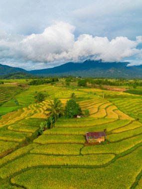 Beautiful morning view indonesia Panorama Landscape paddy fields with beauty color and sky natural light