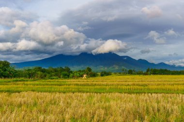 Beautiful morning view indonesia Panorama Landscape paddy fields with beauty color and sky natural light