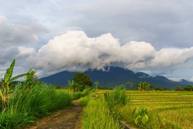 Beautiful morning view indonesia Panorama Landscape paddy fields with beauty color and sky natural light