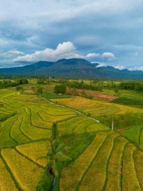 Beautiful morning view indonesia Panorama Landscape paddy fields with beauty color and sky natural light