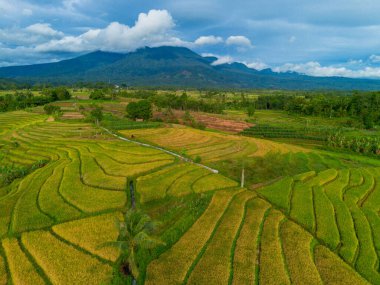 Beautiful morning view indonesia Panorama Landscape paddy fields with beauty color and sky natural light