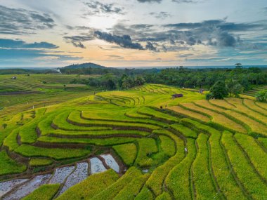 Beautiful morning view indonesia Panorama Landscape paddy fields with beauty color and sky natural light