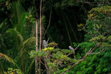 Beautiful morning view indonesia Panorama Landscape paddy fields with beauty color and sky natural light