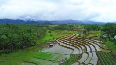 Beautiful morning view indonesia Panorama Landscape paddy fields with beauty color and sky natural light