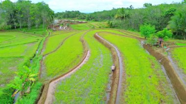 Beautiful morning view indonesia Panorama Landscape paddy fields with beauty color and sky natural light