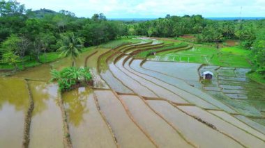 Beautiful morning view indonesia Panorama Landscape paddy fields with beauty color and sky natural light