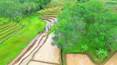 Beautiful morning view indonesia Panorama Landscape paddy fields with beauty color and sky natural light