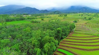 Beautiful morning view indonesia Panorama Landscape paddy fields with beauty color and sky natural light
