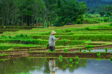 Beautiful morning view indonesia Panorama Landscape paddy fields with beauty color and sky natural light