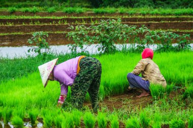 Beautiful morning view indonesia Panorama Landscape paddy fields with beauty color and sky natural light