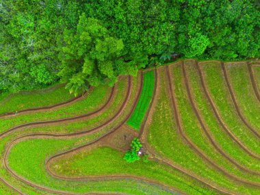 Beautiful morning view indonesia Panorama Landscape paddy fields with beauty color and sky natural light