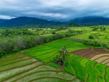 Beautiful morning view indonesia Panorama Landscape paddy fields with beauty color and sky natural light