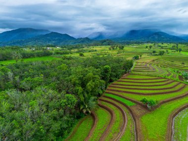 Beautiful morning view indonesia Panorama Landscape paddy fields with beauty color and sky natural light