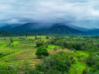 Beautiful morning view indonesia Panorama Landscape paddy fields with beauty color and sky natural light