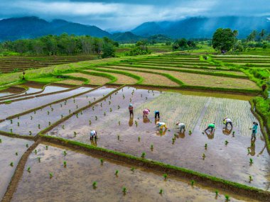 Beautiful morning view indonesia Panorama Landscape paddy fields with beauty color and sky natural light