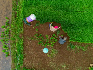 Beautiful morning view indonesia Panorama Landscape paddy fields with beauty color and sky natural light