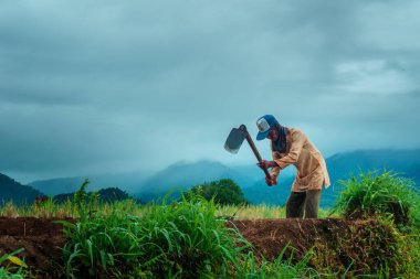 Beautiful morning view indonesia Panorama Landscape paddy fields with beauty color and sky natural light