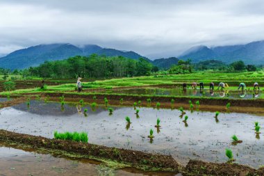 Beautiful morning view indonesia Panorama Landscape paddy fields with beauty color and sky natural light