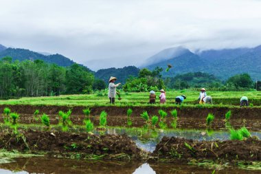 Beautiful morning view indonesia Panorama Landscape paddy fields with beauty color and sky natural light