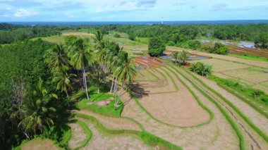Beautiful morning view indonesia Panorama Landscape paddy fields with beauty color and sky natural light