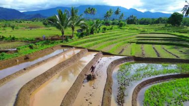 Beautiful morning view indonesia Panorama Landscape paddy fields with beauty color and sky natural light