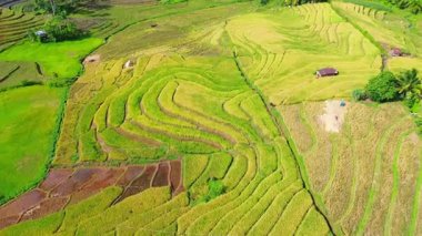 Beautiful morning view indonesia Panorama Landscape paddy fields with beauty color and sky natural light