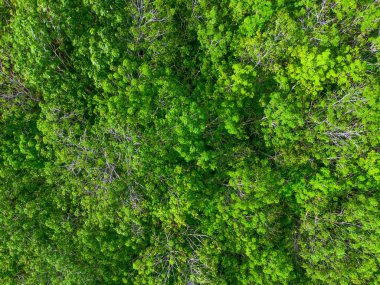 Beautiful morning view indonesia Panorama Landscape paddy fields with beauty color and sky natural light