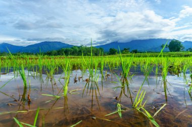 Beautiful morning view indonesia Panorama Landscape paddy fields with beauty color and sky natural light