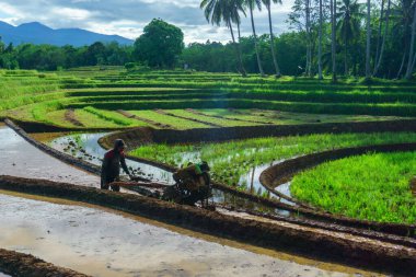 Beautiful morning view indonesia Panorama Landscape paddy fields with beauty color and sky natural light