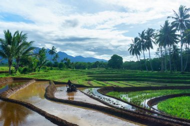Beautiful morning view indonesia Panorama Landscape paddy fields with beauty color and sky natural light