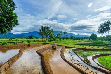 Beautiful morning view indonesia Panorama Landscape paddy fields with beauty color and sky natural light