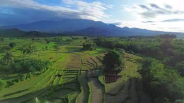 beautiful morning view indonesia panorama landscape paddy fields with beauty color and sky natural light