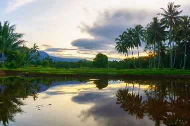 Beautiful morning view indonesia Panorama Landscape paddy fields with beauty color and sky natural light