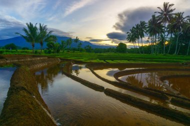 Beautiful morning view indonesia Panorama Landscape paddy fields with beauty color and sky natural light