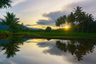 Beautiful morning view indonesia Panorama Landscape paddy fields with beauty color and sky natural light