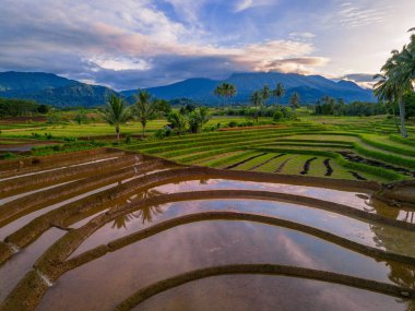 Beautiful morning view indonesia Panorama Landscape paddy fields with beauty color and sky natural light