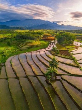 Beautiful morning view indonesia Panorama Landscape paddy fields with beauty color and sky natural light