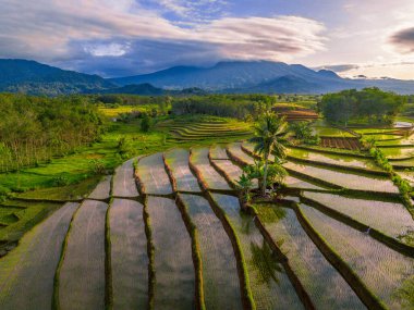 Beautiful morning view indonesia Panorama Landscape paddy fields with beauty color and sky natural light