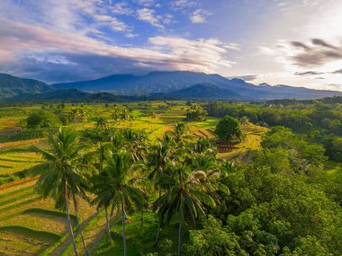 Beautiful morning view indonesia Panorama Landscape paddy fields with beauty color and sky natural light