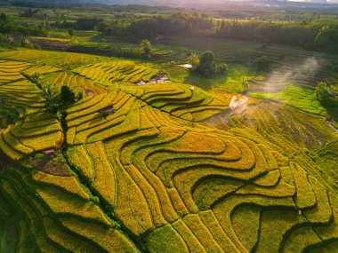 Beautiful morning view indonesia Panorama Landscape paddy fields with beauty color and sky natural light